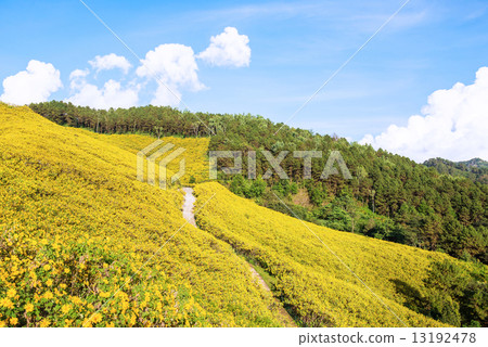 Mexican sunflower in Thailand 13192478