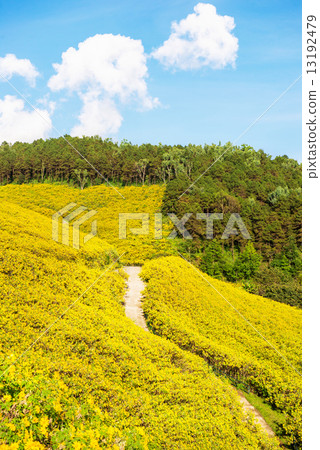 Mexican sunflower in Thailand Mexican sunflower in Thailand 13192479