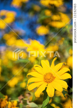 Mexican sunflower in Thailand Mexican sunflower in Thailand 13192483