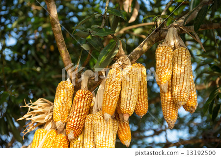 Corns was hanging on tree Corns was hanging on tree 13192500