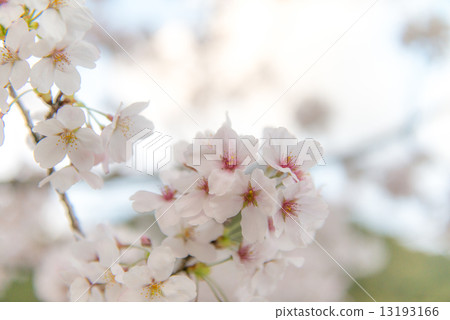 Sakura 2 13193166
