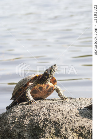 turtle  13193322