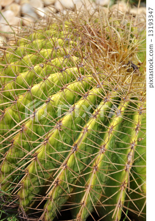 Cactus is a plant that needs very little water Cactus is a plant that needs very little water 13193347