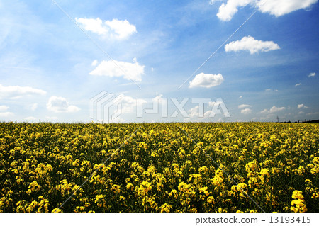 Colza field 13193415