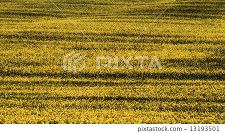 Colza field Colza field 13193501