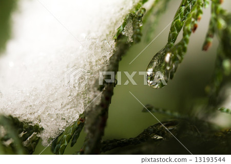 Thuja branches in drops 13193544