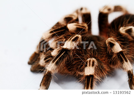 beautiful spider beautiful spider 13193562