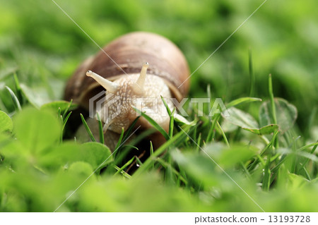 Helix pomatia Helix pomatia 13193728