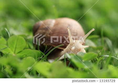 Snail. Helix pomatia. 13193729