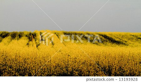 Colza field Colza field 13193928