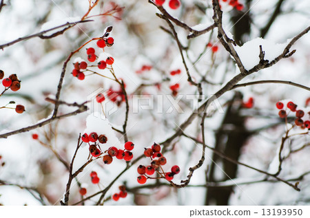 Rowan in the snow 13193950