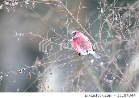 Freshwater fish 5 Freshwater fish 5 13194344