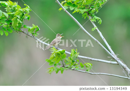 Ooyoshikiri 1 13194349