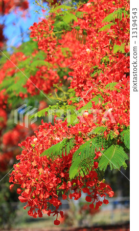 Poinciana in full bloom 13194543
