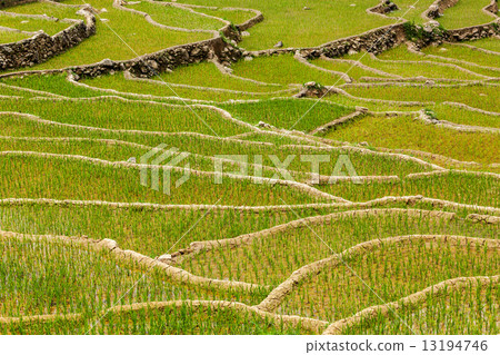 Rice plantations. Vietnam Rice plantations. Vietnam 13194746