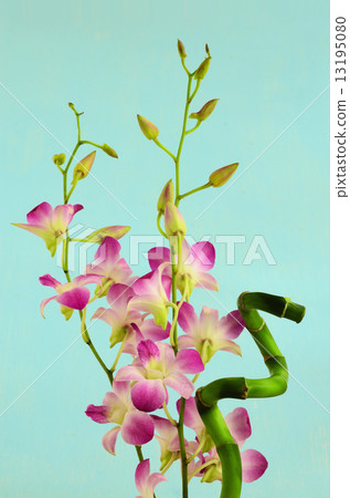 Million Bamboo and Denfare Million Bamboo and Denfare 13195080