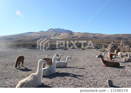 Alpaca at the foot of Tunupa Alpaca at the foot of Tunupa 13196574
