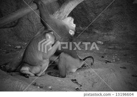 Macaca fascicularis eating bean in monochrome 13196604