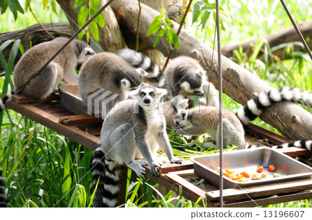 Lemur in open public zoo in Thailand. 13196607