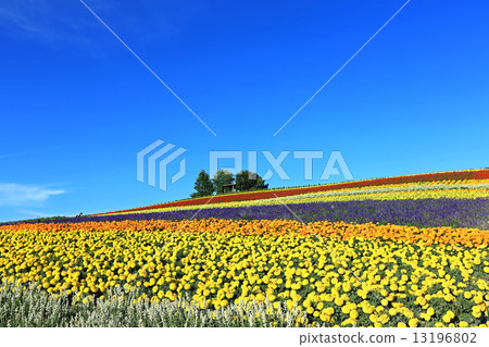 美瑛花園 13196802