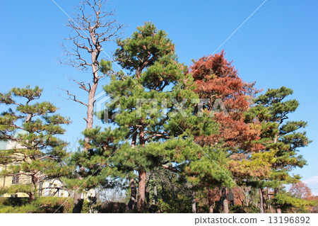 Color of pine autumn leaves 13196892