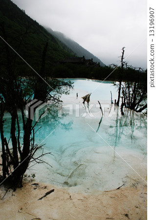 Yellow Dragon 13196907