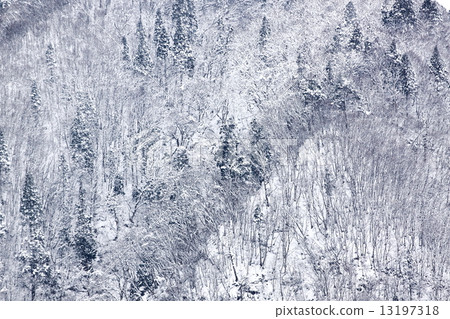 snow          13197318