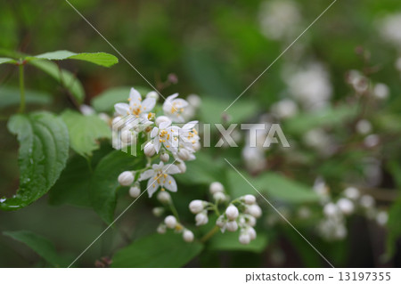 Marbutsugi花和雨滴 13197355