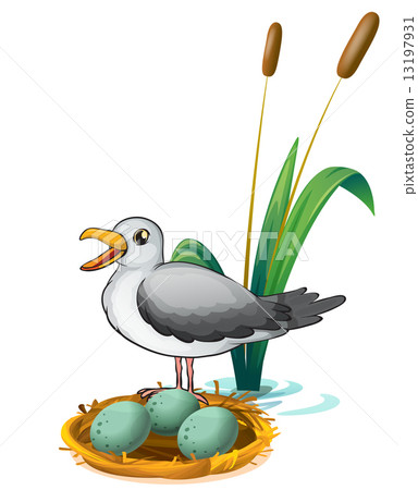 A bird beside the nest with eggs 13197931