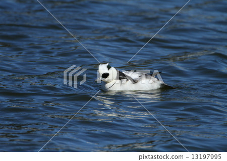 Miko Aisa Miko Aisa 13197995