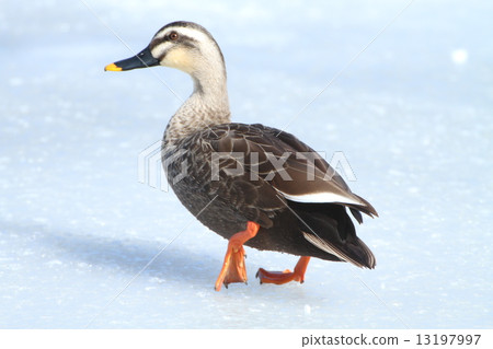 鴨 鴨 13197997