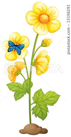 A plant with yellow flowers 13198291