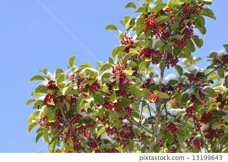 Kuroganaemochi 13199643