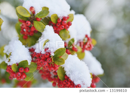 西部冬青 13199810