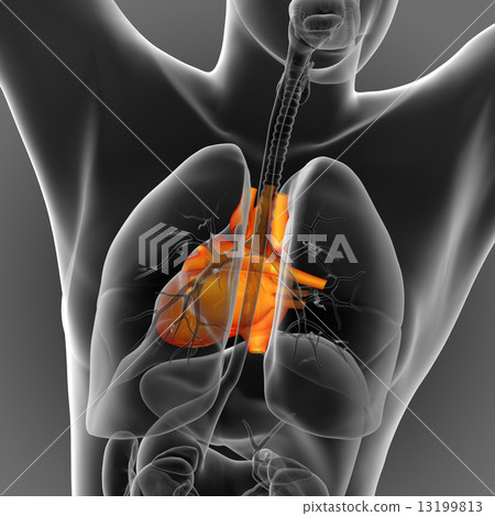 3d render medical illustration of the human heart - Stock Illustration ...