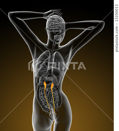 3d render medical illustration of the ureter 13200013