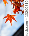 Autumn leaves 13200310