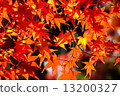 Autumn leaves 13200327