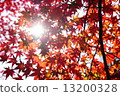 Autumn leaves 13200328
