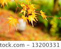 Autumn leaves of rain 13200331
