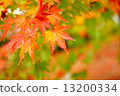 Autumn leaves 13200334