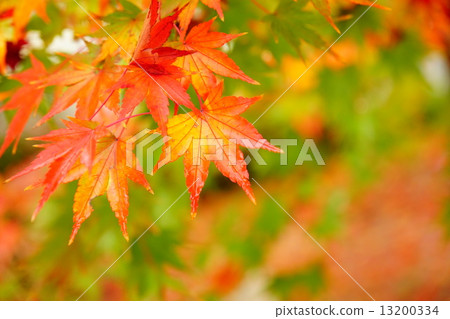 Autumn leaves Autumn leaves 13200334