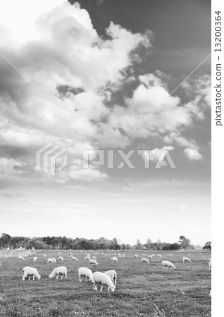 Sheep (monochrome) Sheep (monochrome) 13200364