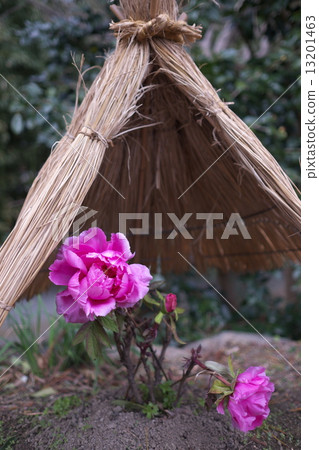 A cold peony (Ishikoji) 13201463