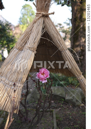 A cold peony (Ishikoji) 13201465
