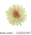 Gerbera flower isolated on white background 13201597
