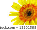 Close up Yellow gerbera flower on white background 13201598
