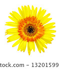 Gerbera flower isolated on white background 13201599