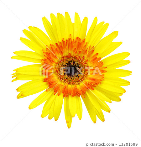 Gerbera flower isolated on white background Gerbera flower isolated on white background 13201599