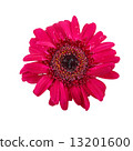 Gerbera flower with water drop isolated on white background 13201600
